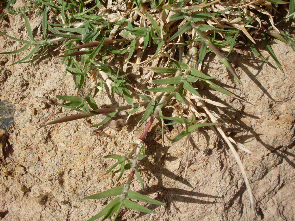 Photo of Bermuda grass